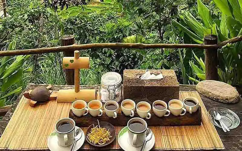 luwak coffee